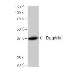 Endophilin I Antibody (4D12) - Western Blotting - Image 64928 