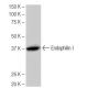 Endophilin I Antibody (4D12) - Western Blotting - Image 64928 