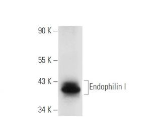 Endophilin I Antibody (B-1) - Western Blotting - Image 305601 