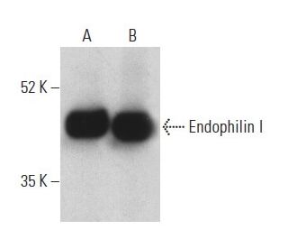 Endophilin I Antibody (G-8) - Western Blotting - Image 399158 