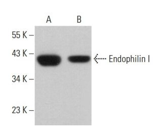Endophilin I Antibody (H-8) - Western Blotting - Image 381863 