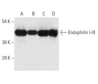 western blotting image from recommended Endophilin I (D-3) monoclonal antibody replacement. Image 12709