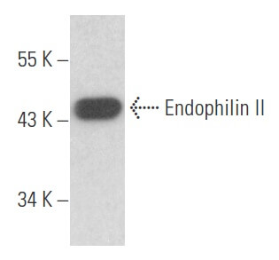 ありぴー(Ni) media.jpg?size=1200x628