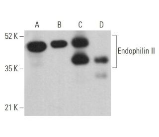 Endophilin II Antibody (A-11) - Western Blotting - Image 362218 