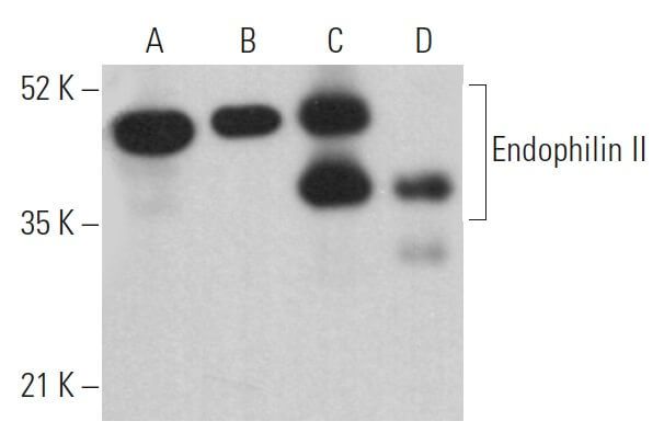 Endophilin II Antibody (A-11) | SCBT - Santa Cruz Biotechnology