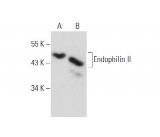 Endophilin II Antibody (D-6) - Western Blotting - Image 139122