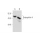 Endophilin II Antibody (D-6) - Western Blotting - Image 139122