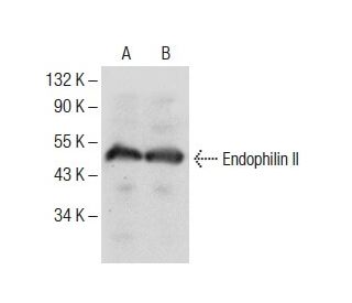 Endophilin II Antibody (H-2) - Western Blotting - Image 285158 