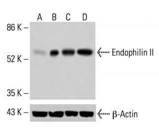 Endophilin II Antibody (H-2) - Western Blotting - Image 414984