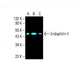 Endophilin II Antibody (A-11) - Western Blotting - Image 392408 