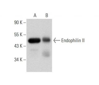 Endophilin II Antibody (A-11) - Western Blotting - Image 304958