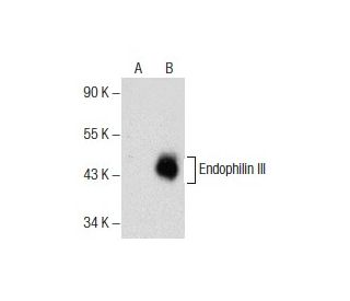 Endophilin III Antibody (F-4) - Western Blotting - Image 157495