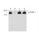 Endothall: sc-201325. Western blot analysis of Cofilin 1 phosphorylation in K-562 (A), lambda phosphatase (sc-200312) trea