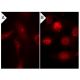Endothall: sc-201325. Immunofluorescence staining of methanol-fixed lambda protein phosphatase (sc-200312A) treated (A,B) 