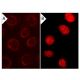 Endothall: sc-201325. Immunofluorescence staining of methanol-fixed lambda protein phosphatase (sc-200312A) treated (A,B) 