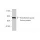 Endothelial Lipase Antibody (4A9) - Western Blotting - Image 349000