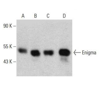 Enigma Antibody (H-12) - Western Blotting - Image 385166 