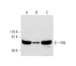 ENL Antibody (D-6) - Western Blotting - Image 292998 