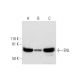 ENL Antibody (D-6) - Western Blotting - Image 292998 