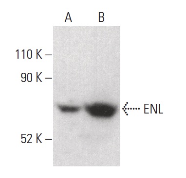 ENL Antibody D 6 SCBT Santa Cruz Biotechnology