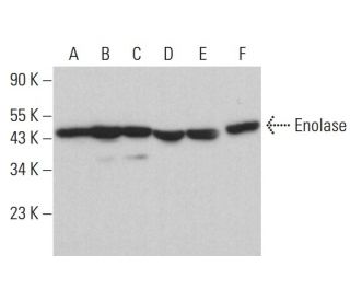 western blotting image from recommended Enolase (A-5) monoclonal antibody replacement. Image 380472