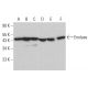 western blotting image from recommended Enolase (A-5) monoclonal antibody replacement. Image 380472