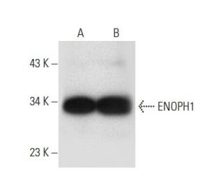 ENOPH1 Antibody (H-10) - Western Blotting - Image 303405 