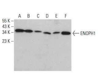 ENOPH1 Antibody (H-10) - Western Blotting - Image 376471The Double Nickase Plasmid features a U6 promoter for sgRNA expression, a 20 nt targeting sequence, and a gRNA scaffold to guide Cas9n. It includes a CBh promoter for Cas9n (D10A) and puromycin resistance, GFP for transfection verification, and nuclear localization signals (NLS). The 2A peptide allows co-expression of Cas9n and Puro from a single promoter, enabling precise genome editing with reduced off-target effects.