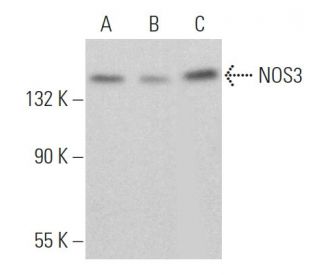 eNOS Antibody (A-9) - Western Blotting - Image 360382