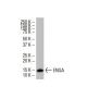 ENSA Antibody (L7Q) - Western Blotting - Image 33533