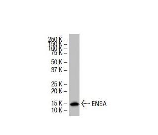 ENSA Antibody (L7Q) - Western Blotting - Image 33533The Double Nickase Plasmid features a U6 promoter for sgRNA expression, a 20 nt targeting sequence, and a gRNA scaffold to guide Cas9n. It includes a CBh promoter for Cas9n (D10A) and puromycin resistance, GFP for transfection verification, and nuclear localization signals (NLS). The 2A peptide allows co-expression of Cas9n and Puro from a single promoter, enabling precise genome editing with reduced off-target effects.