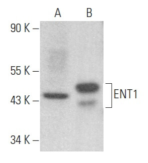 切手27 ent1-antibody-f-12-western-