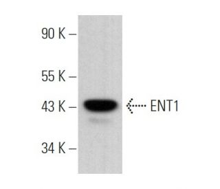 詩「糧」 ENT1 Antibody (F-12) | SCBT - Santa Cruz Biotechnology