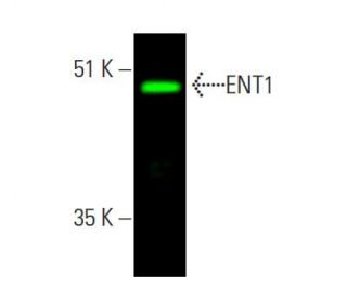 詩「糧」 ENT1 Antibody (F-12) | SCBT - Santa Cruz Biotechnology