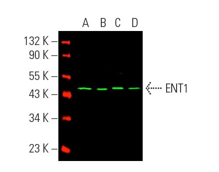 切手27 ENT1 Antibody (F-12) | SCBT - Santa Cruz Biotechnology