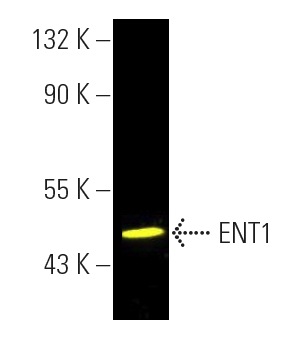 切手27 ENT1 Antibody (F-12) | SCBT - Santa Cruz Biotechnology
