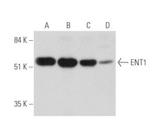 ENT1 Antibody (G-6) - Western Blotting - Image 344598 