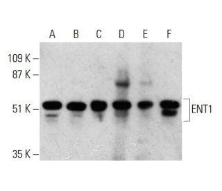 western blotting image from recommended ENT1 (F-12) monoclonal antibody replacement. Image 385724