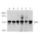 western blotting image from recommended ENT1 (F-12) monoclonal antibody replacement. Image 385724