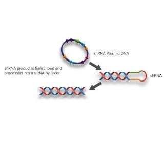 santa cruz biotechnology