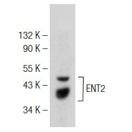 Anti-ENT2 Antibody (A-8) | SCBT - Santa Cruz Biotechnology