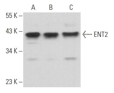 ENT2抗体 (A-8) | SCBT - Santa Cruz Biotechnology