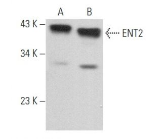 ENT2 Antibody (D-9) - Western Blotting - Image 357209 