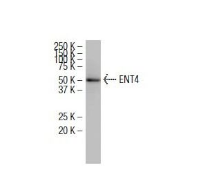 ENT4 Antibody (SA-18) - Western Blotting - Image 34652 