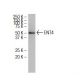 ENT4 Antibody (SA-18) - Western Blotting - Image 34652 