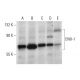 western blotting image from recommended ENX-1 (D-8) monoclonal antibody replacement. Image 303453