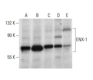 ENX-1 Antibody (D-8) - Western Blotting - Image 303453