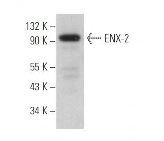 ENX-2 Antibody (C-8) - Western Blotting - Image 364111 