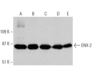 ENX-2 Antibody (H-4) - Western Blotting - Image 366623 