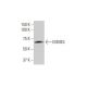 EOMES Antibody (1A8) - Western Blotting - Image 352164